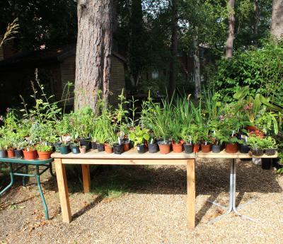 Hospice Plant Sales Restart In National Gardening Week