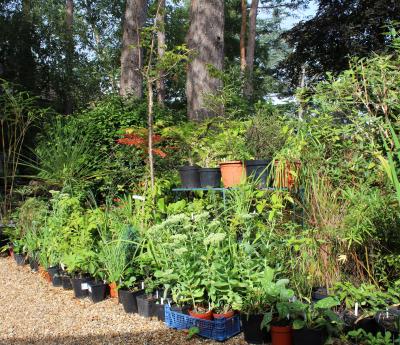 Phyllis Tuckwell’s Autumn Plant Clearance – buy one get one free!