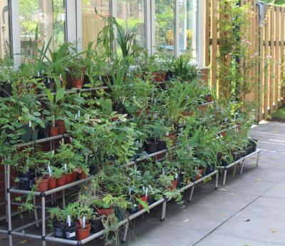 Phyllis Tuckwell’s Last Plant Sale in Old Hospice Building